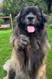 Heimhund Leo